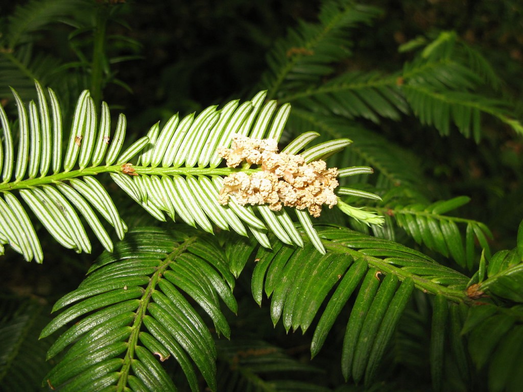 Cephalotaxus harringtonii