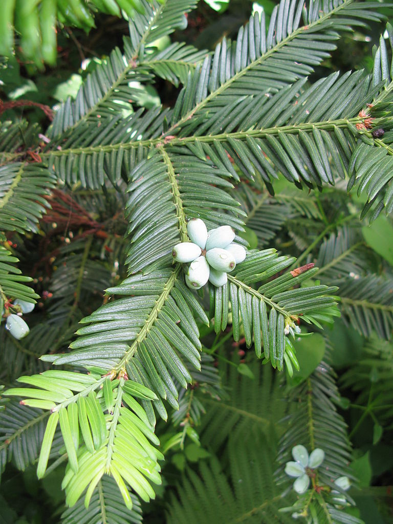Cephalotaxus harringtonii
