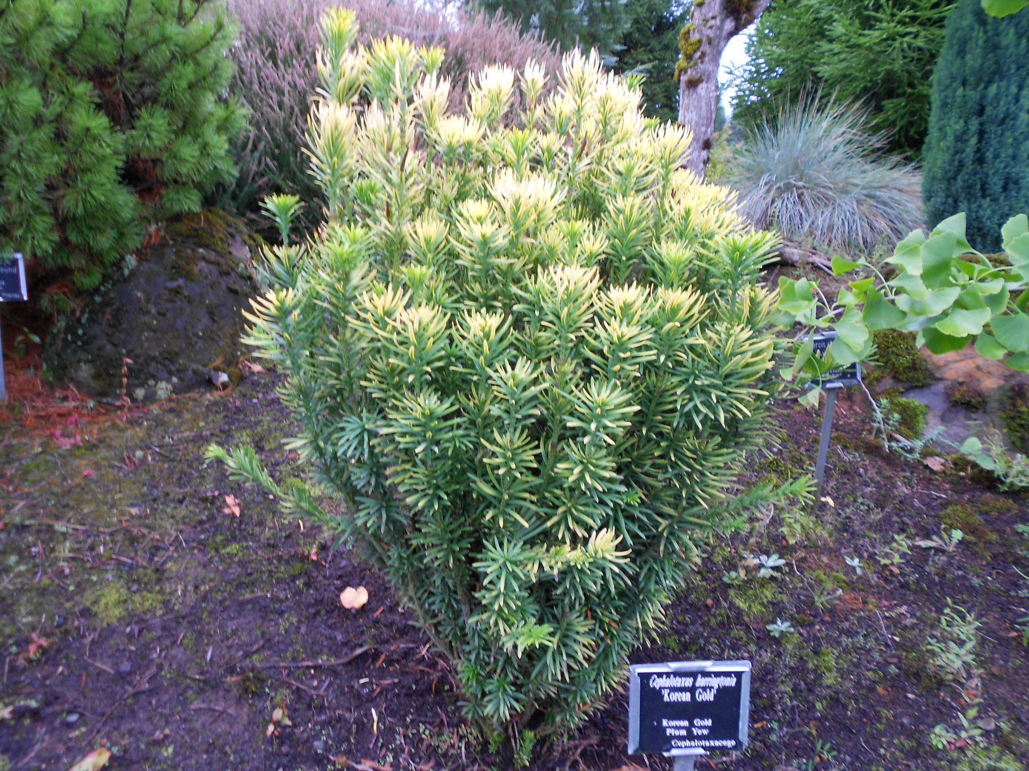 Cephalotaxus harringtonii 
