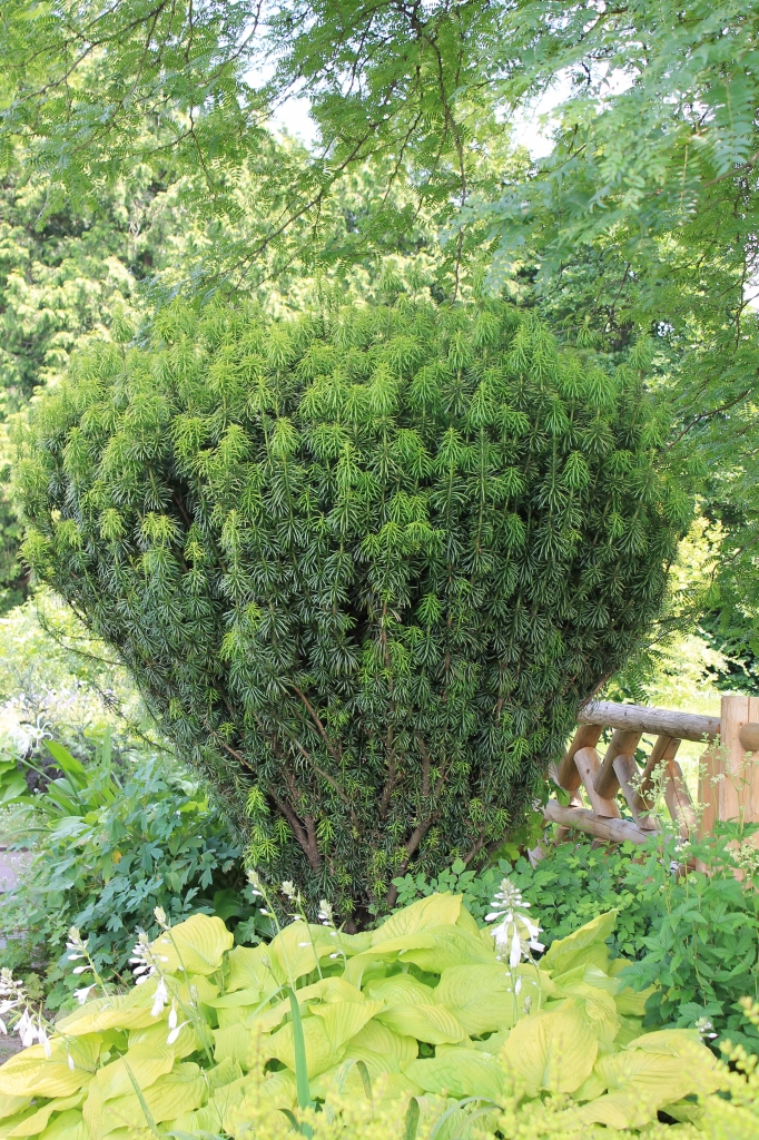 Cephalotaxus harringtonii 