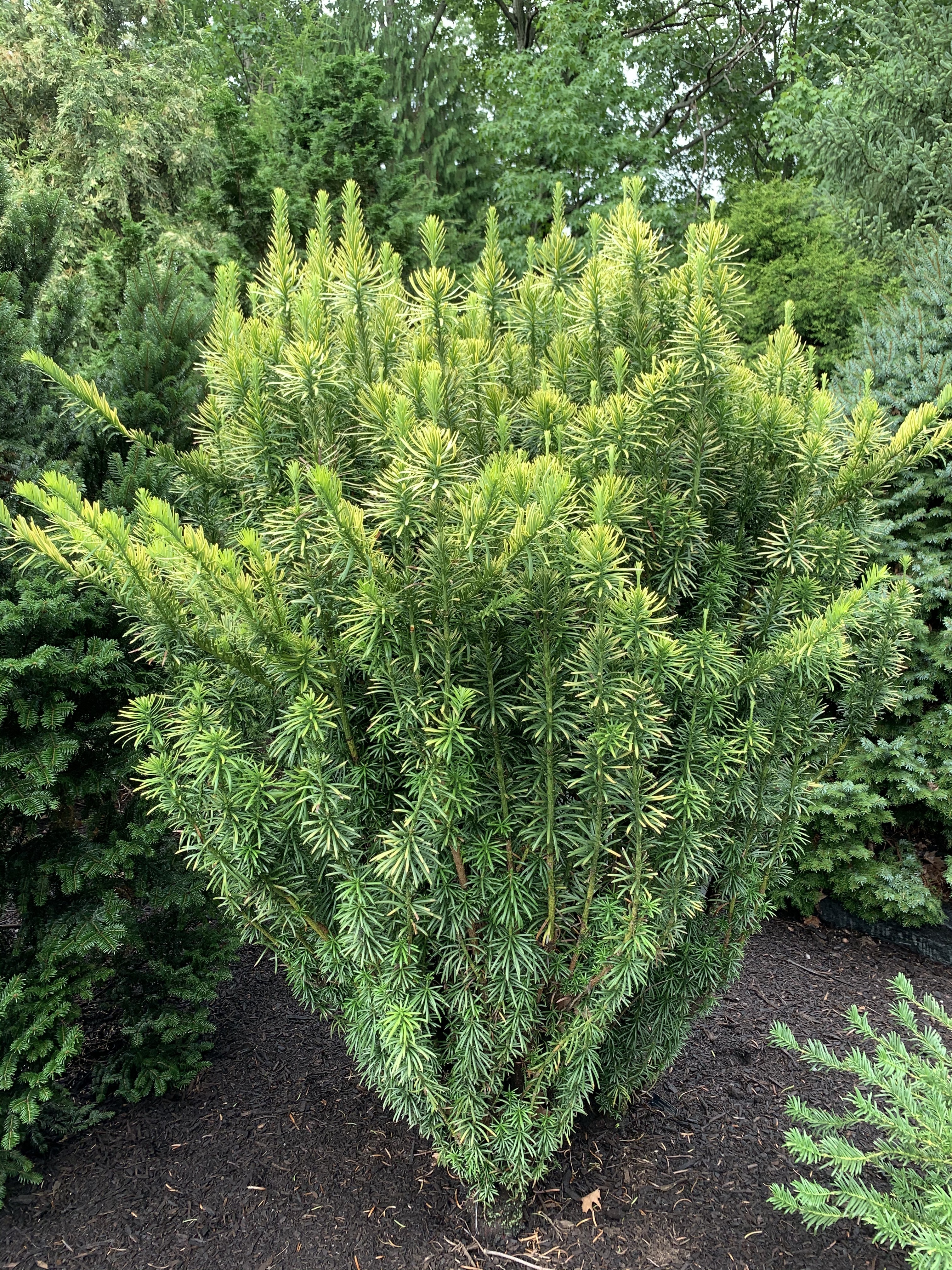 Cephalotaxus harringtonii 