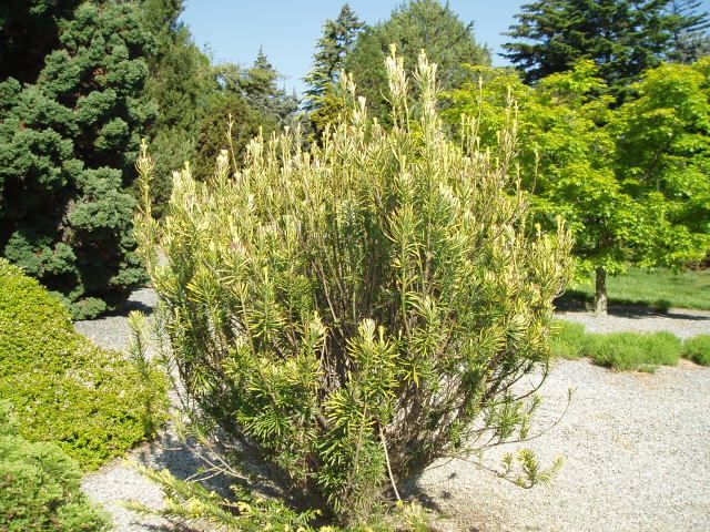 Cephalotaxus harringtonii 