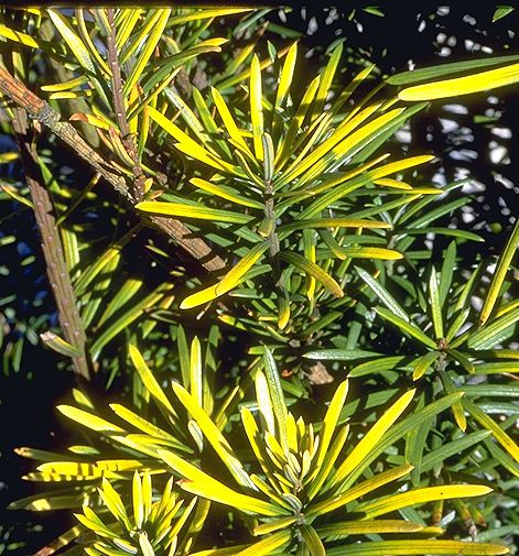 Cephalotaxus harringtonii 