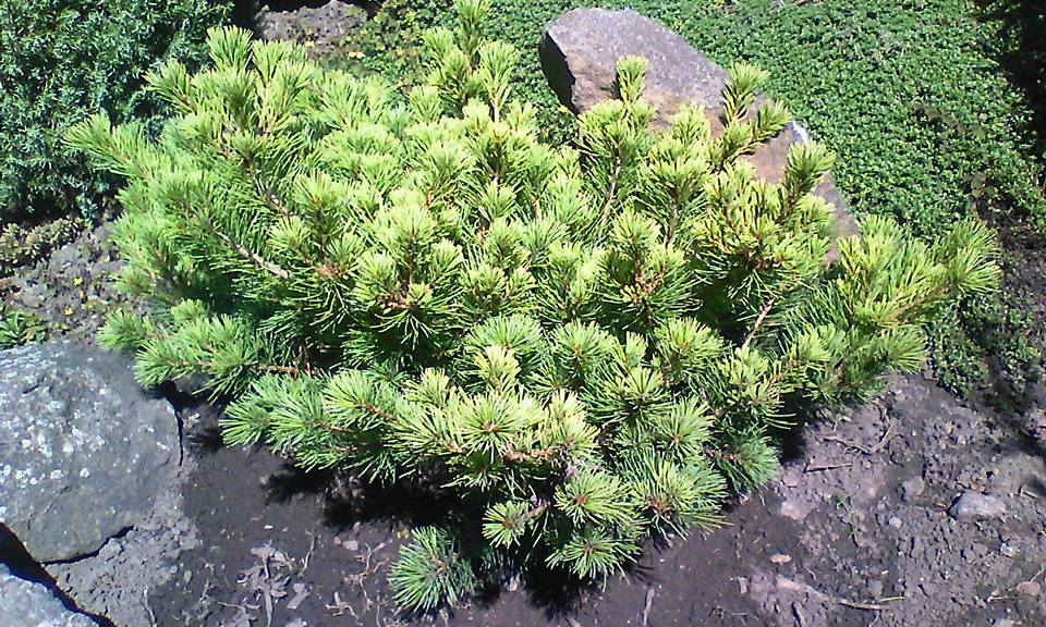 Pinus parviflora 
