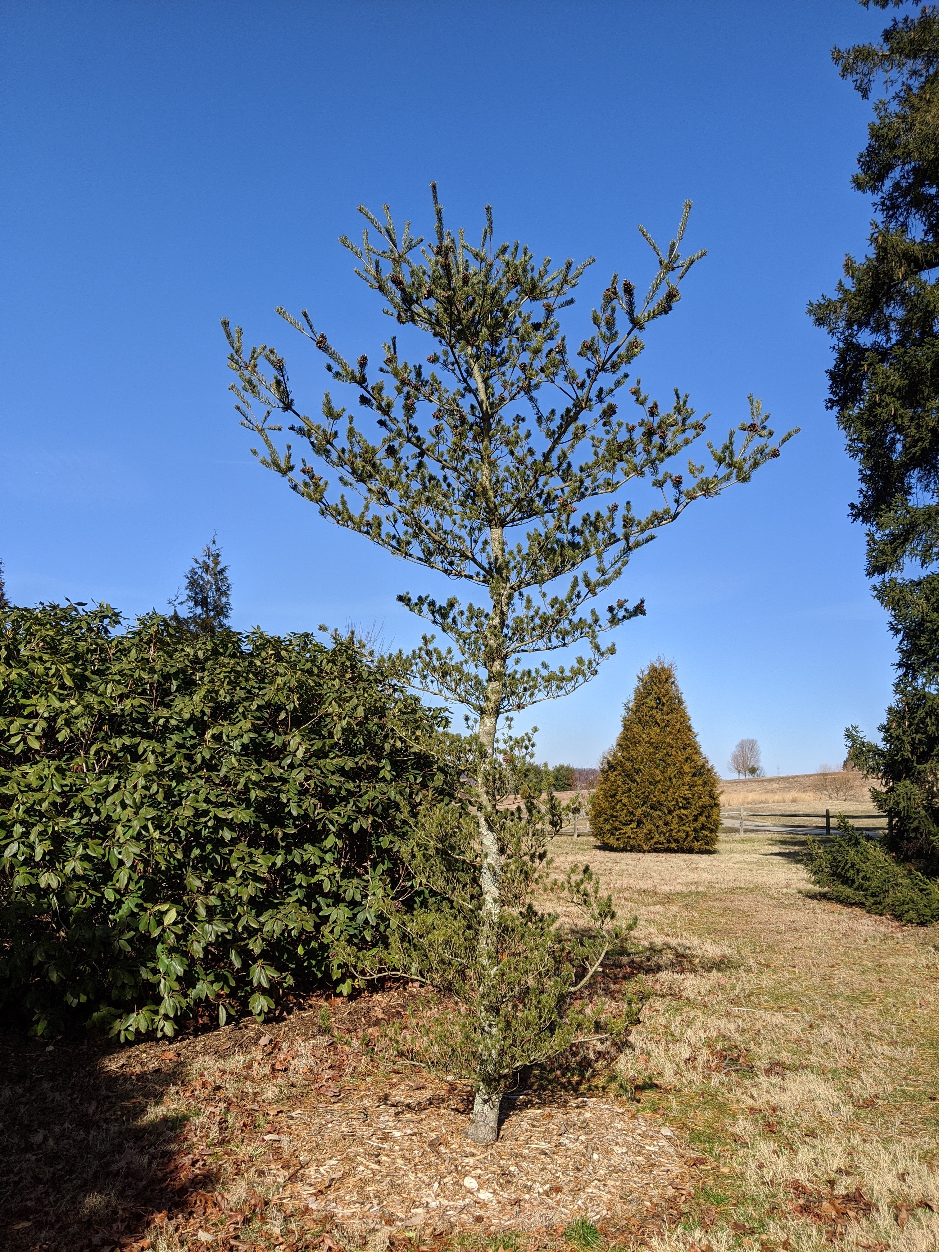 Pinus parviflora 