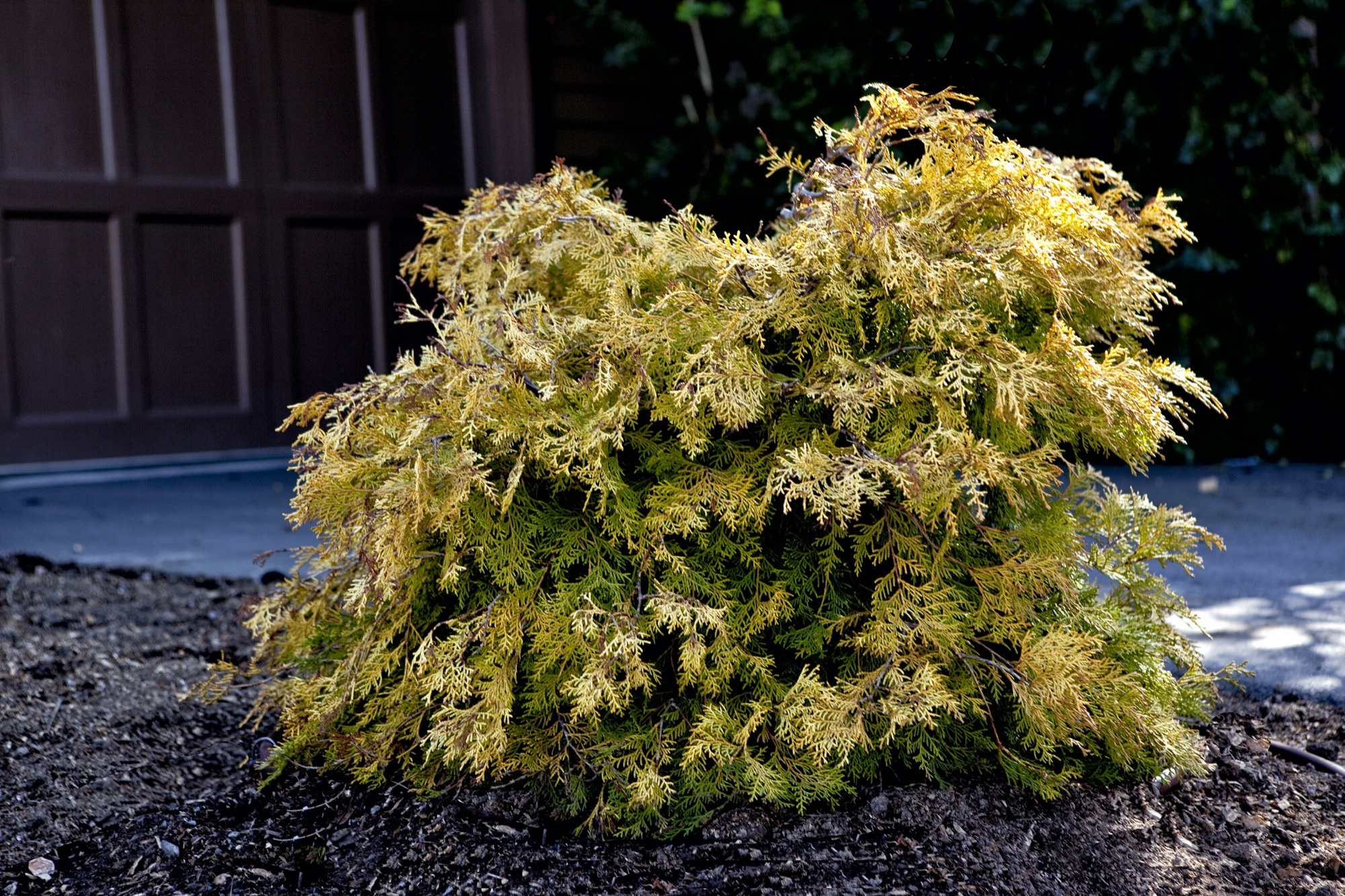 Chamaecyparis obtusa 