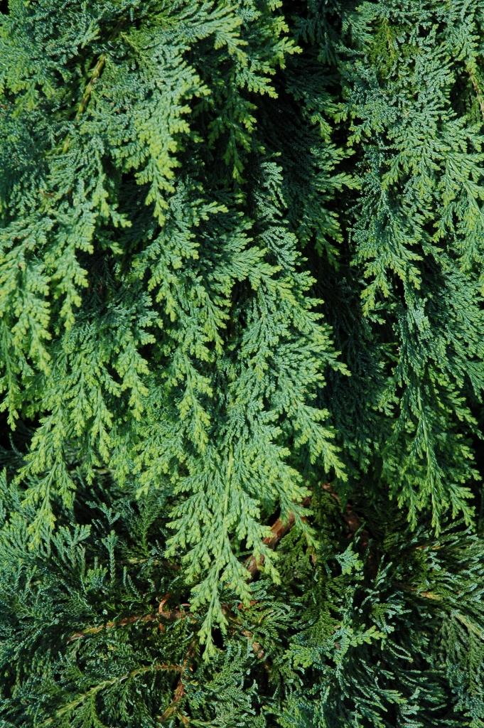 Chamaecyparis lawsoniana 