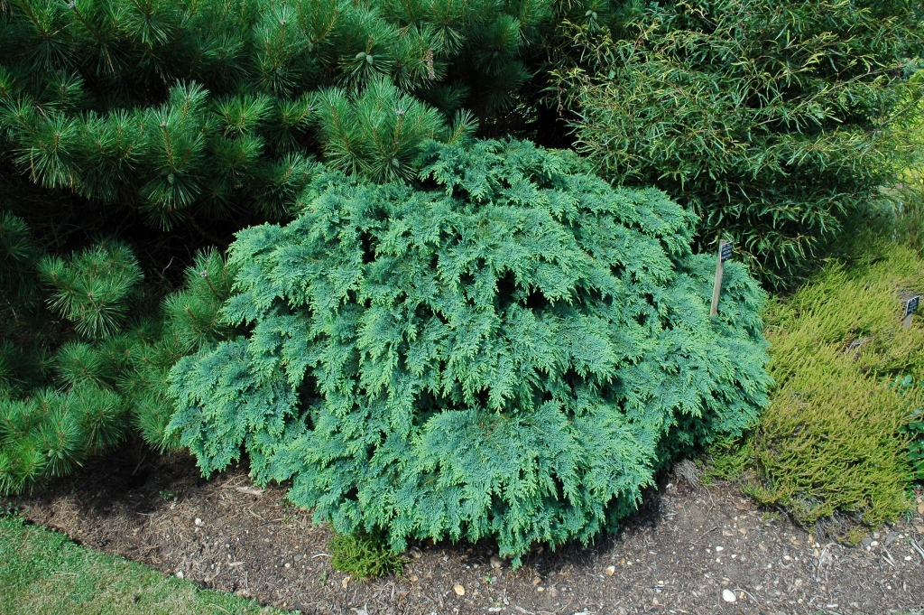 Chamaecyparis lawsoniana 