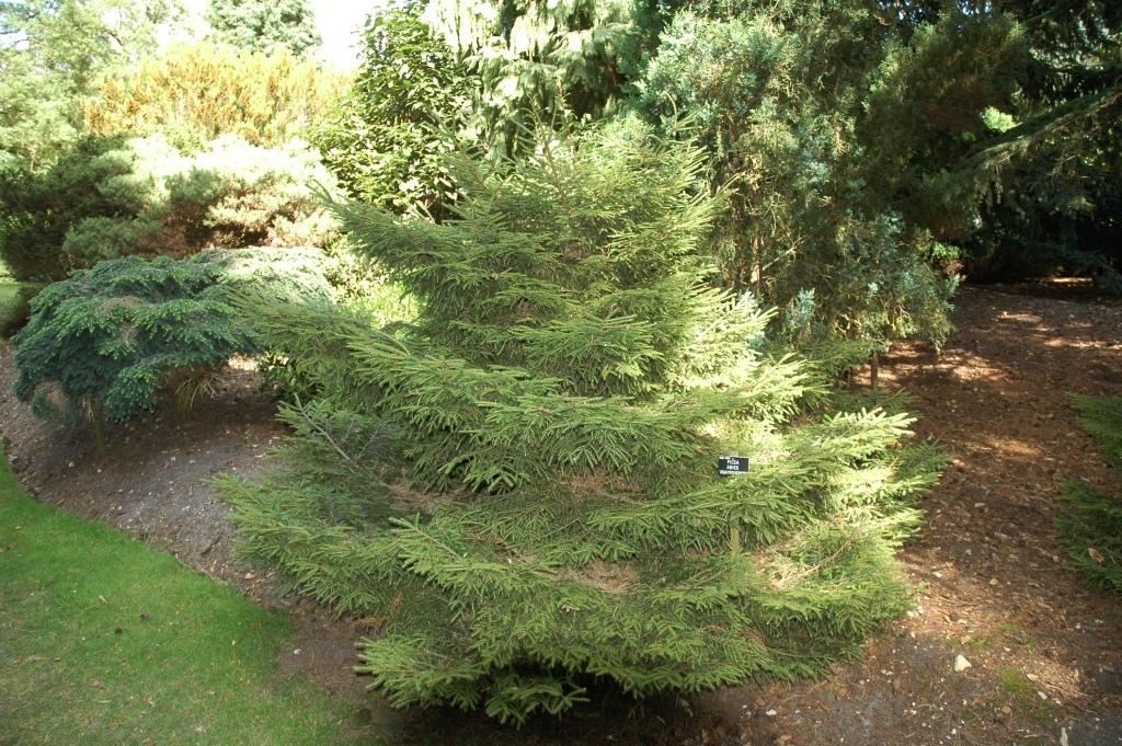 Picea abies 
