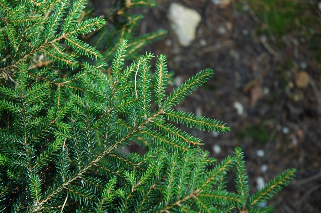 Picea abies 