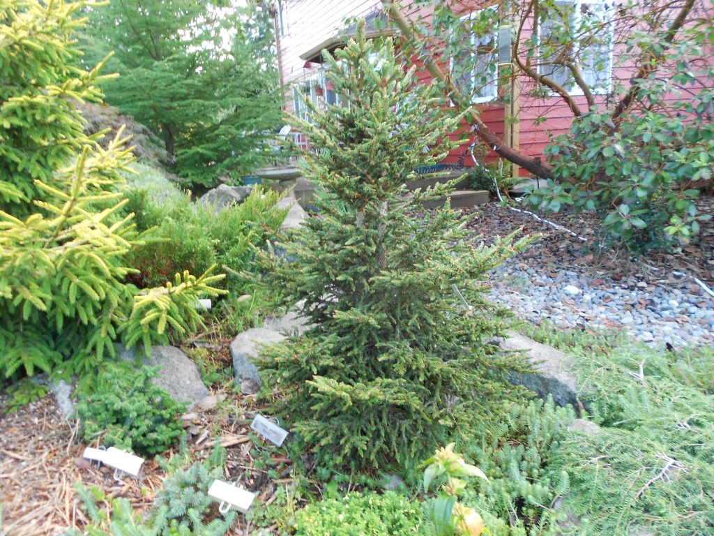 Picea abies 