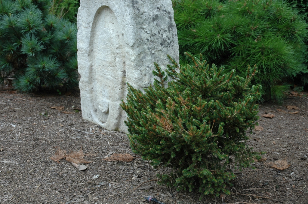 Picea abies 