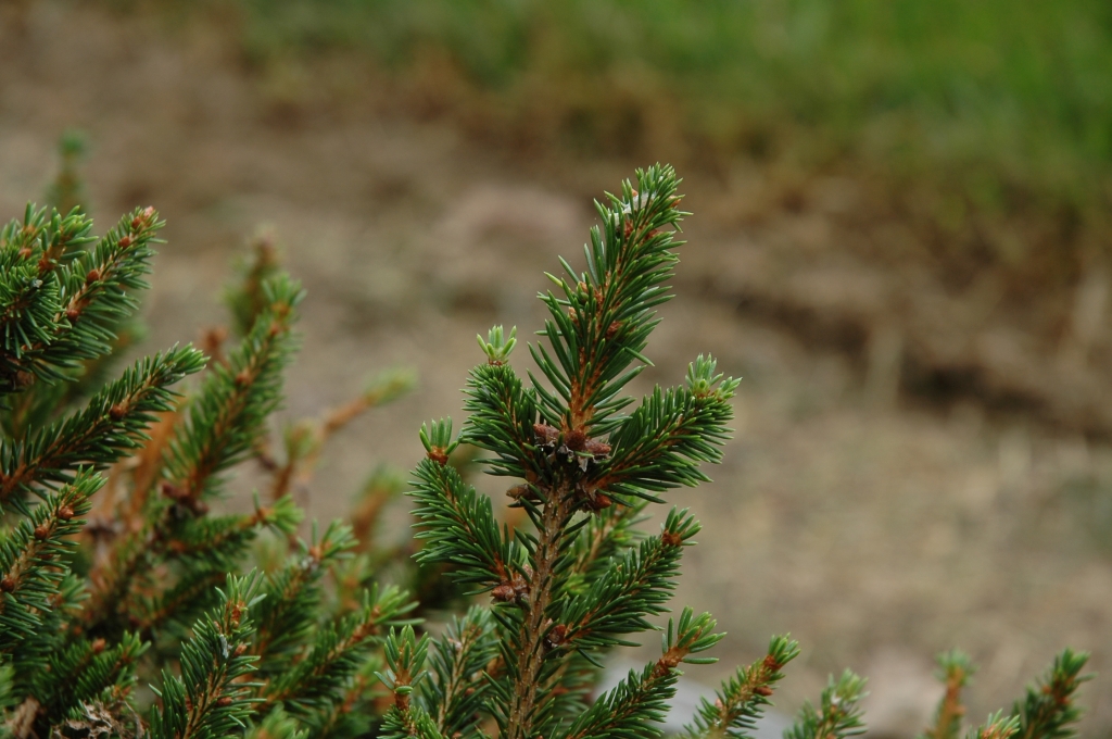 Picea abies 