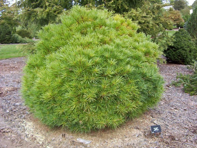 Pinus strobus 