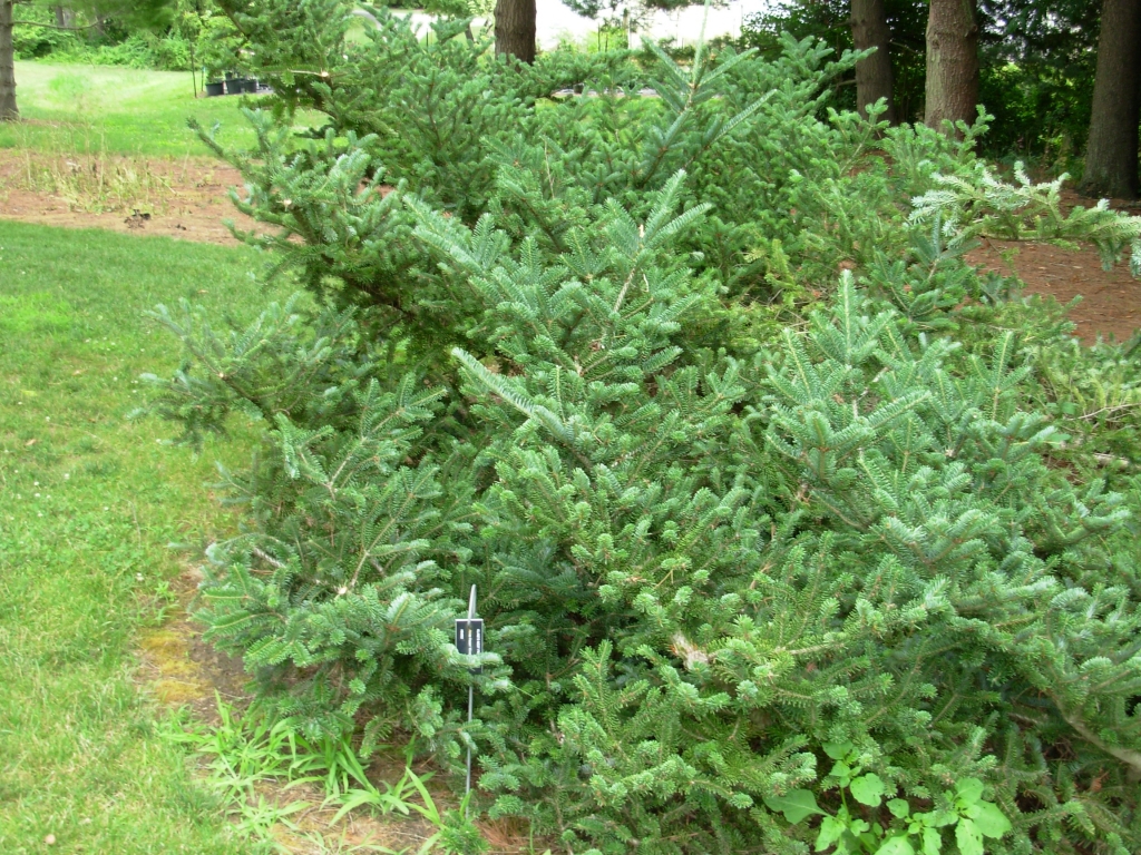 Abies fraseri 