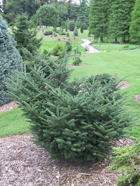 Abies fraseri 