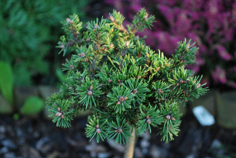 Pinus mugo 