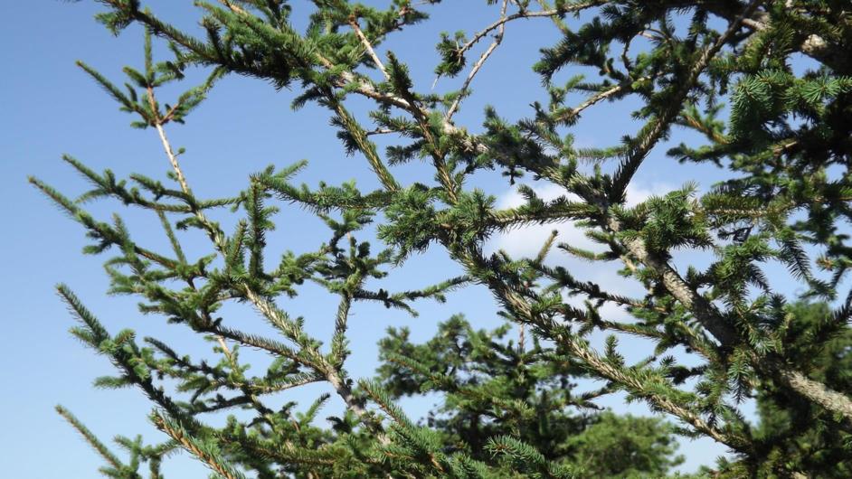 Picea abies 