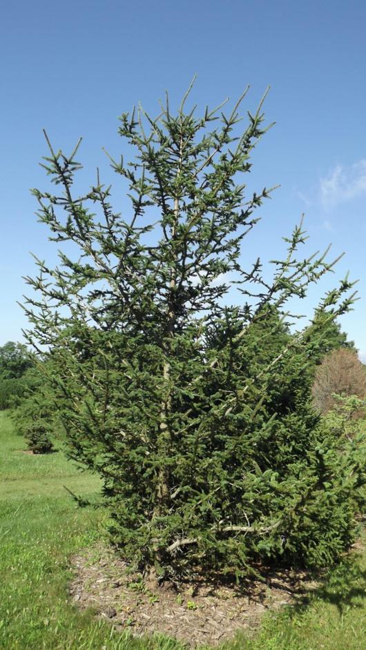 Picea abies 