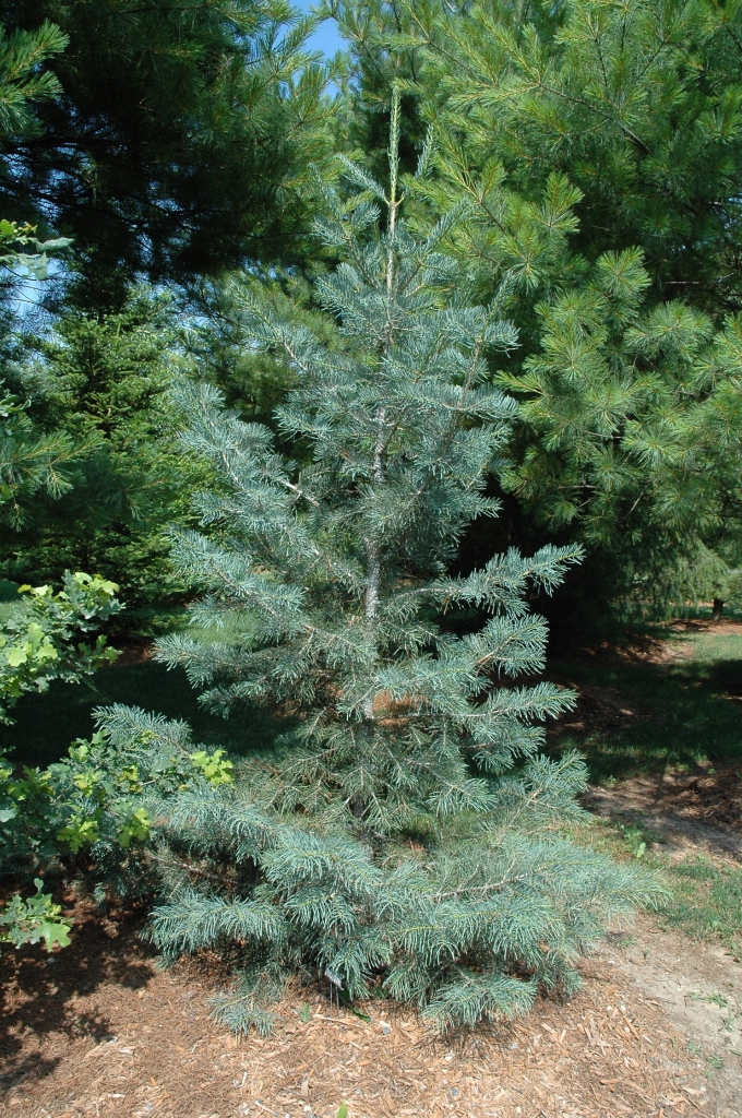 Abies concolor 
