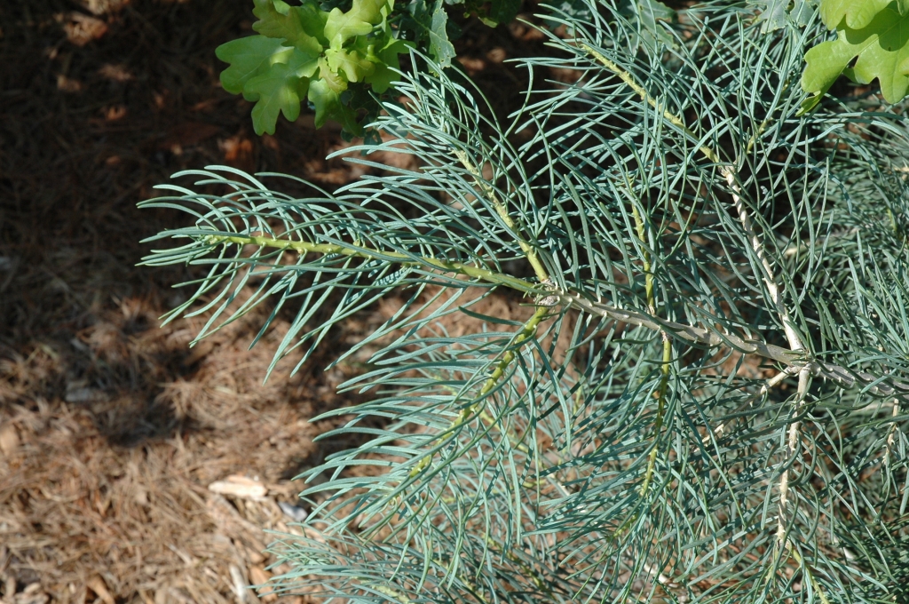 Abies concolor 