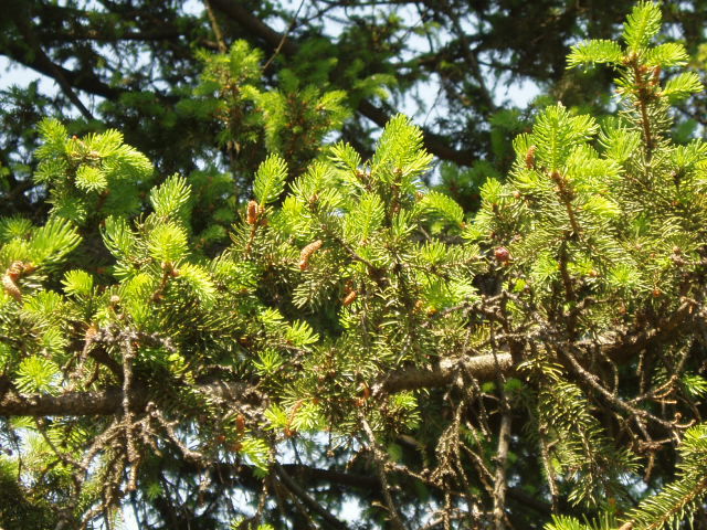 Picea abies 