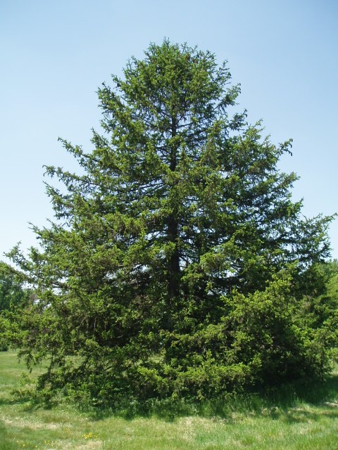 Picea abies 