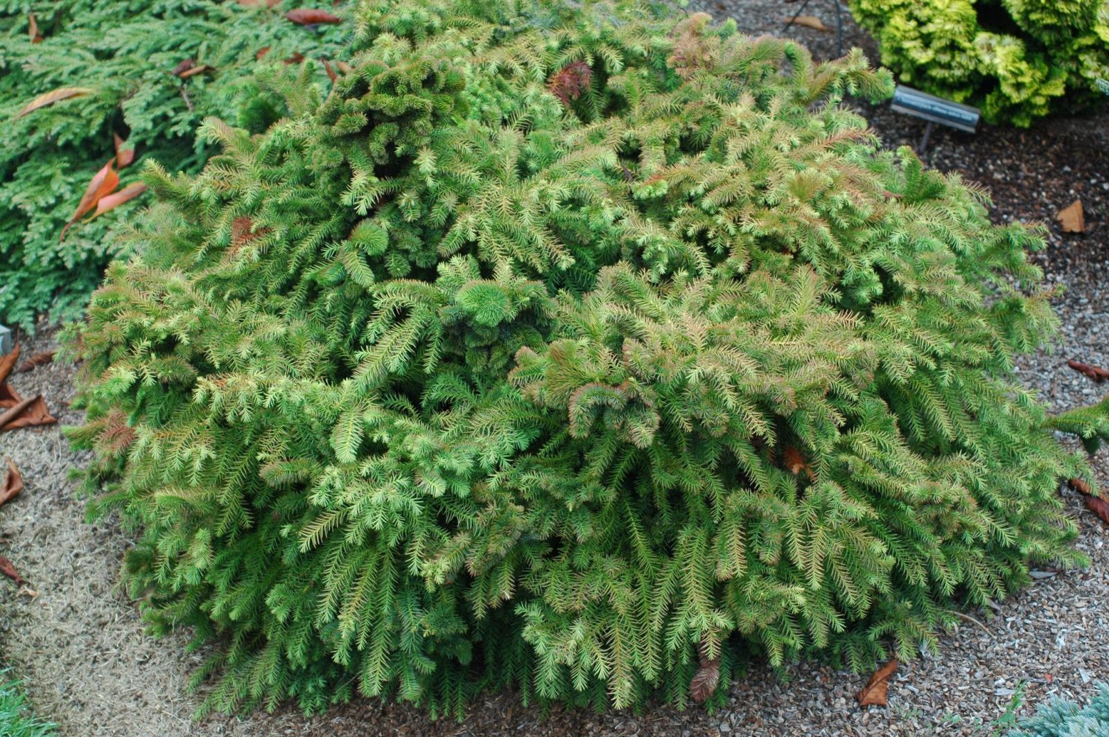 Cryptomeria japonica 