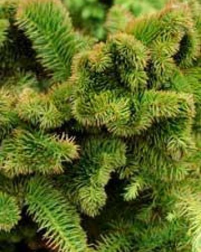 Cryptomeria japonica 