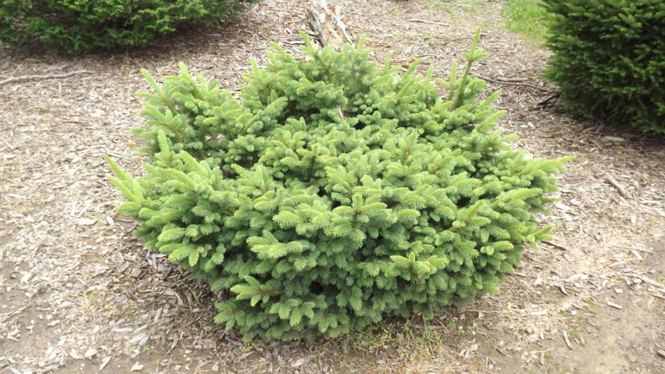 Picea abies 