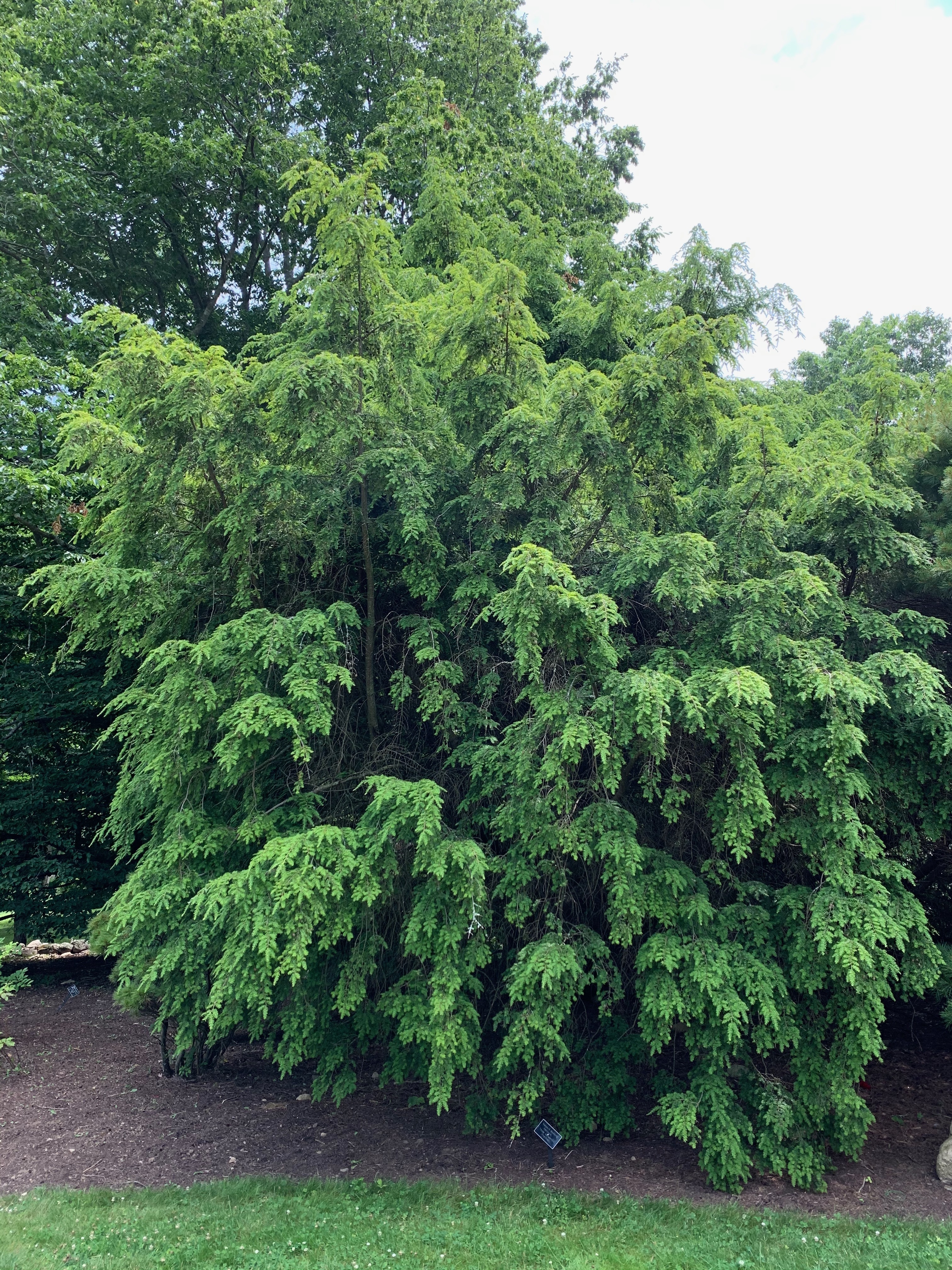 Tsuga canadensis 