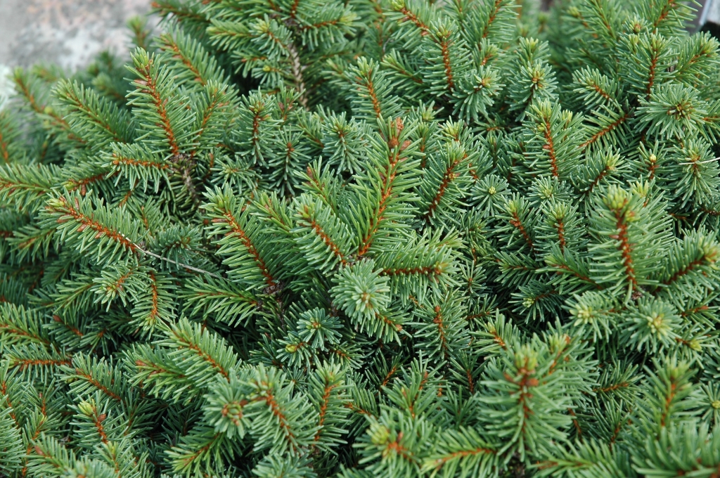 Picea abies 