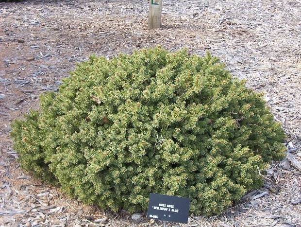 Picea abies 
