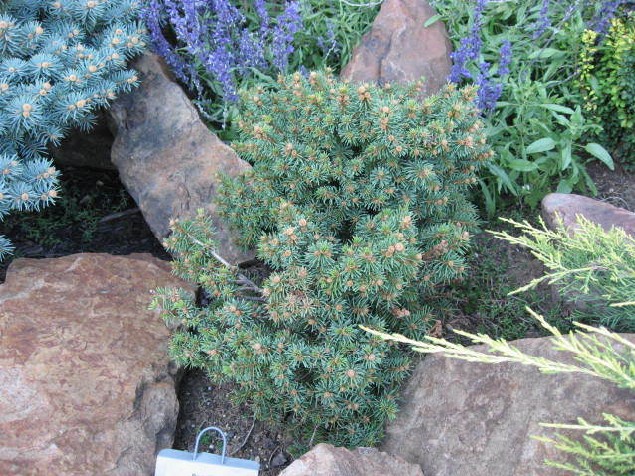 Picea abies 