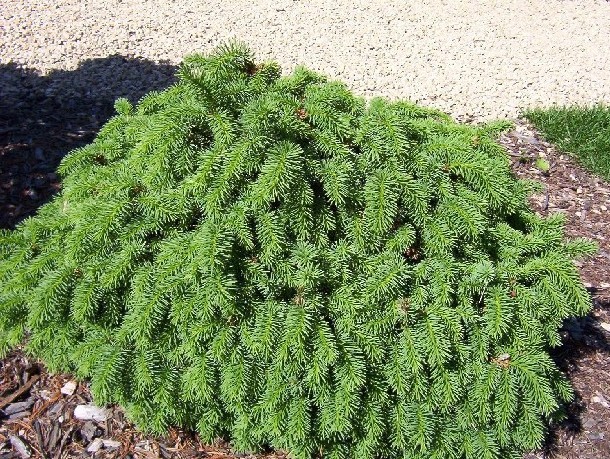 Picea abies 
