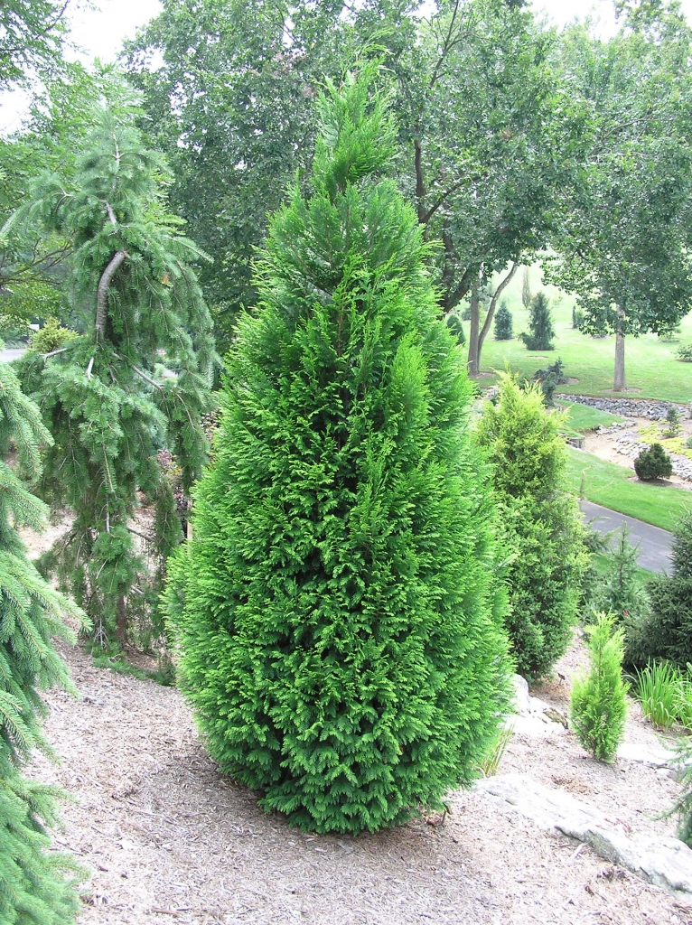 Chamaecyparis lawsoniana 
