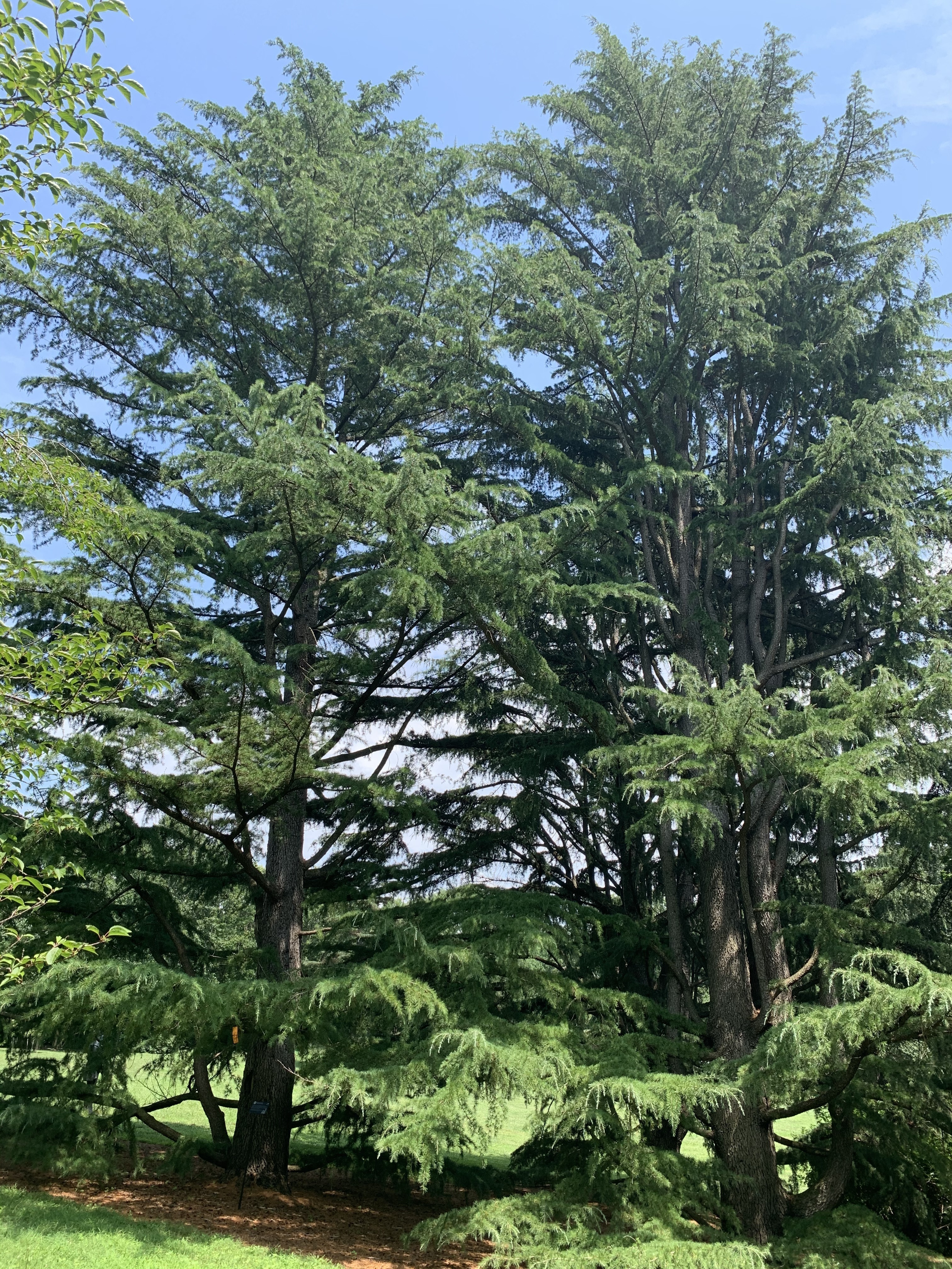 Cedrus deodara 