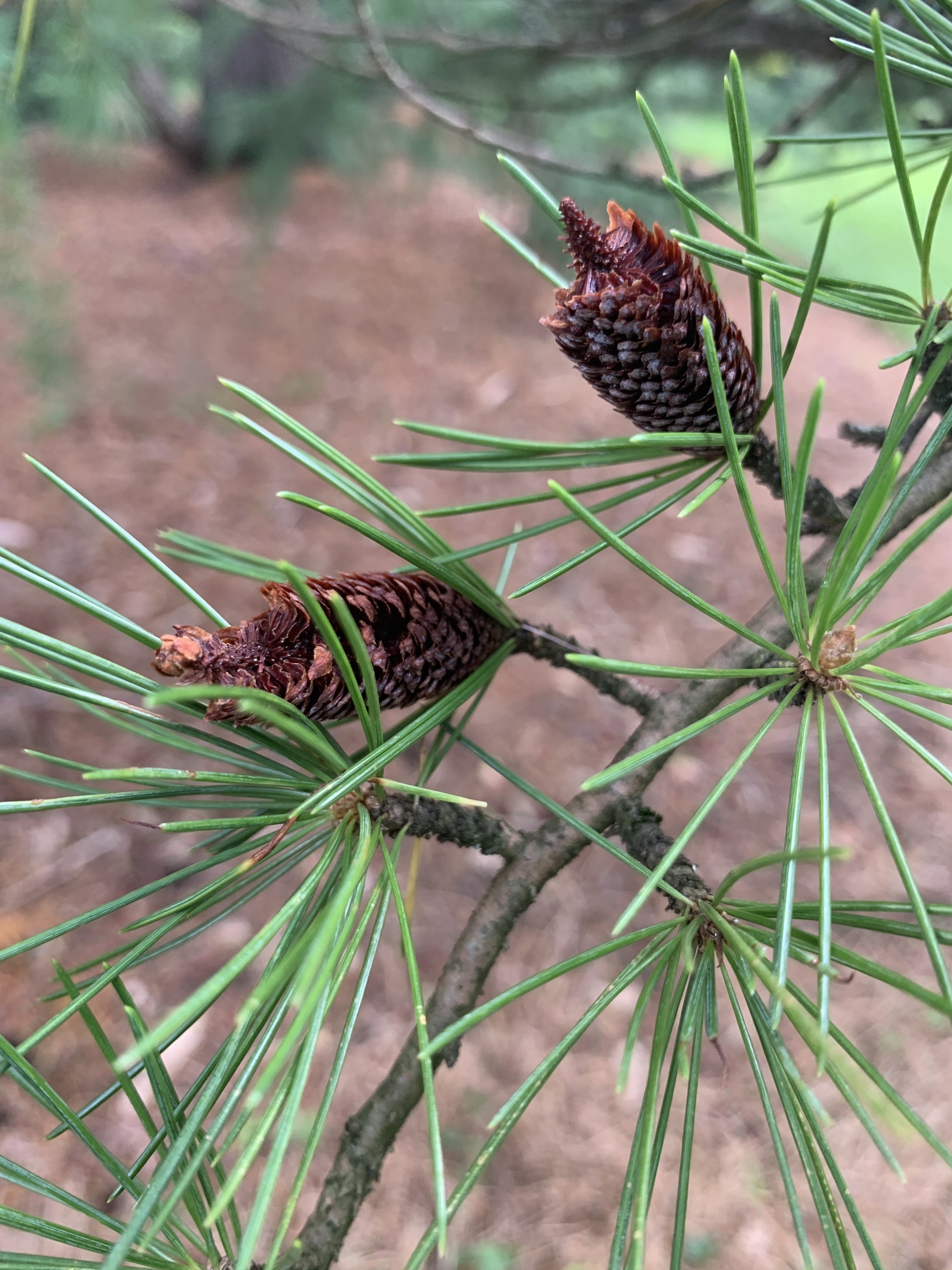 Cedrus deodara 