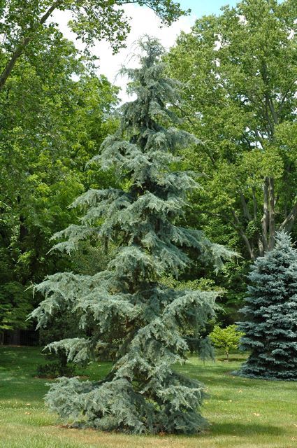 Cedrus deodara 