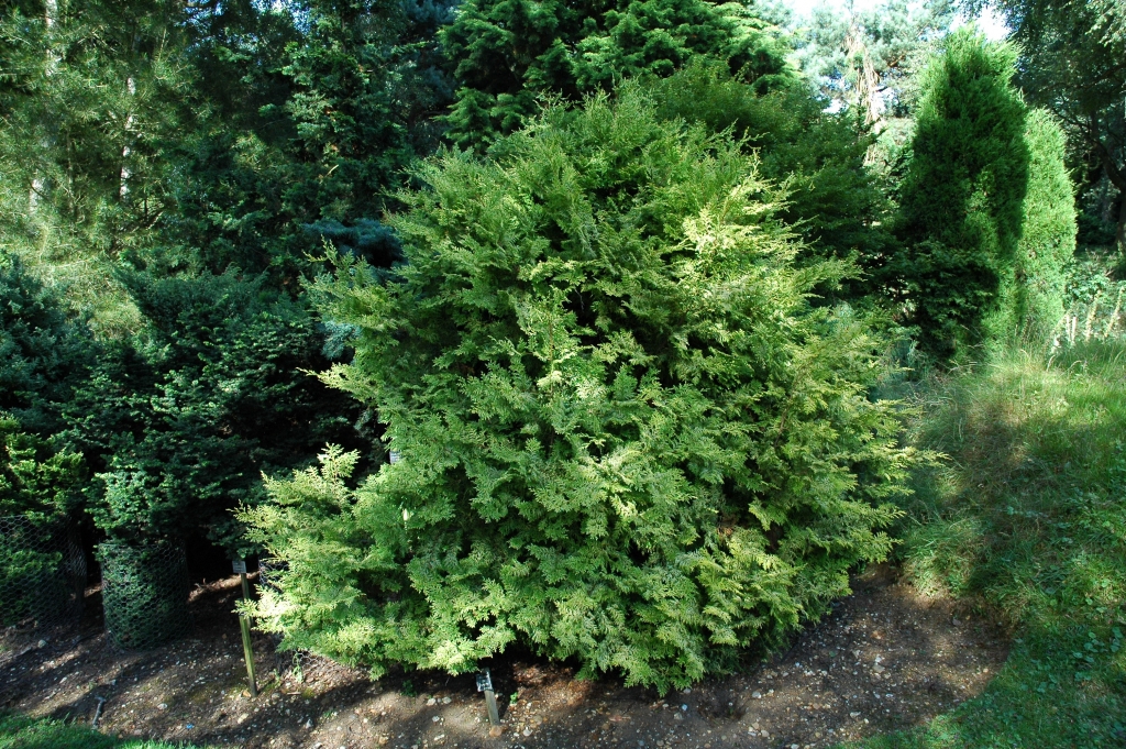 Chamaecyparis obtusa 