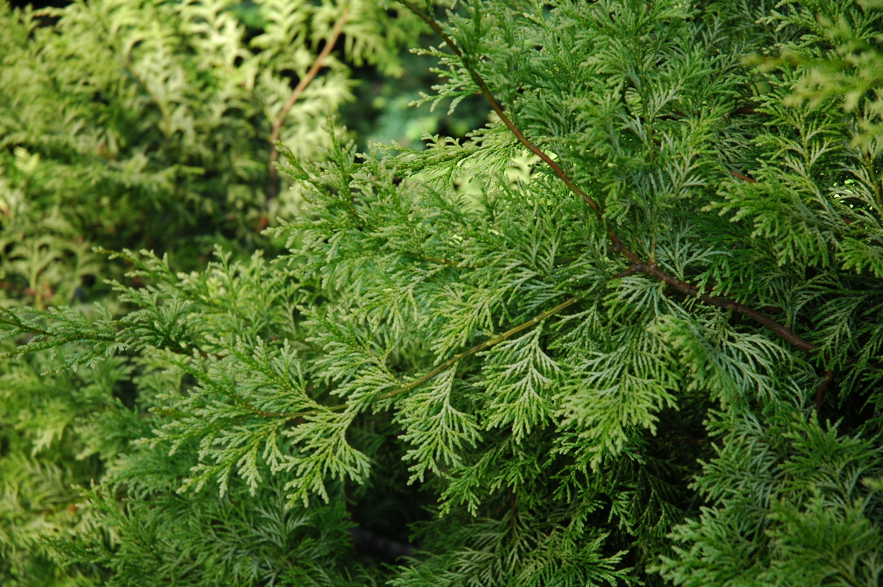 Chamaecyparis obtusa 