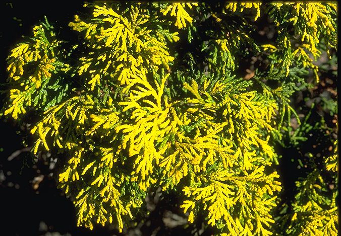Chamaecyparis obtusa 