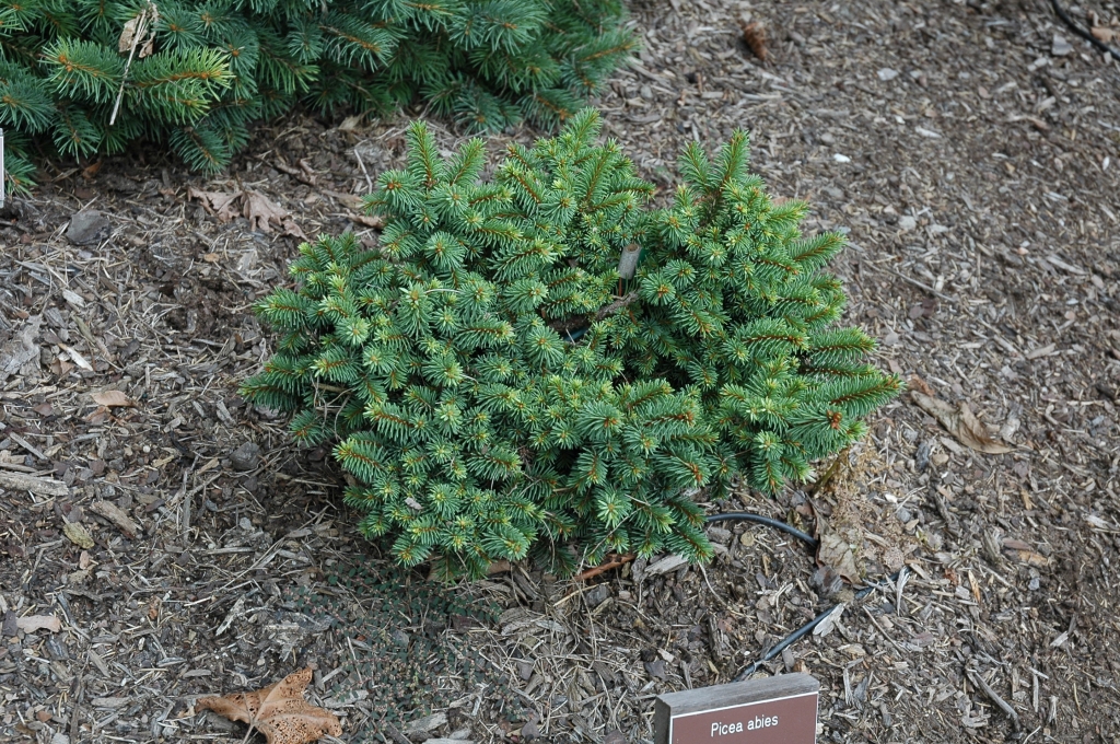 Picea abies 