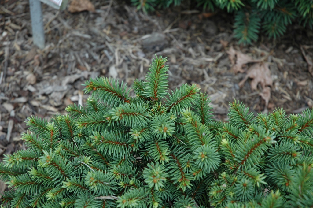 Picea abies 
