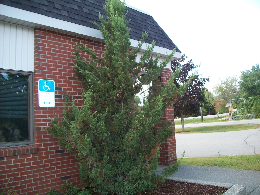 Juniperus chinensis 