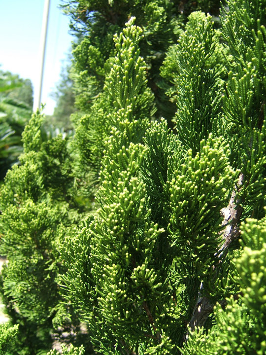 Juniperus chinensis 
