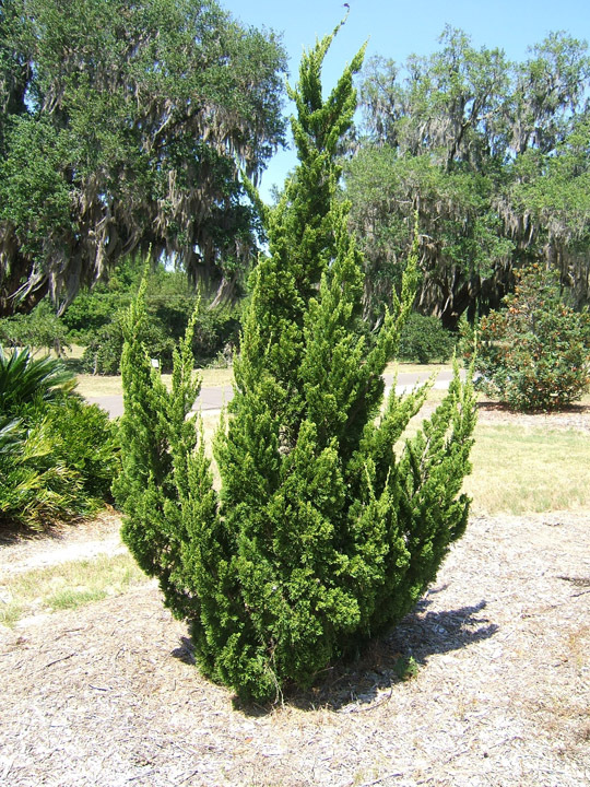 Juniperus chinensis 