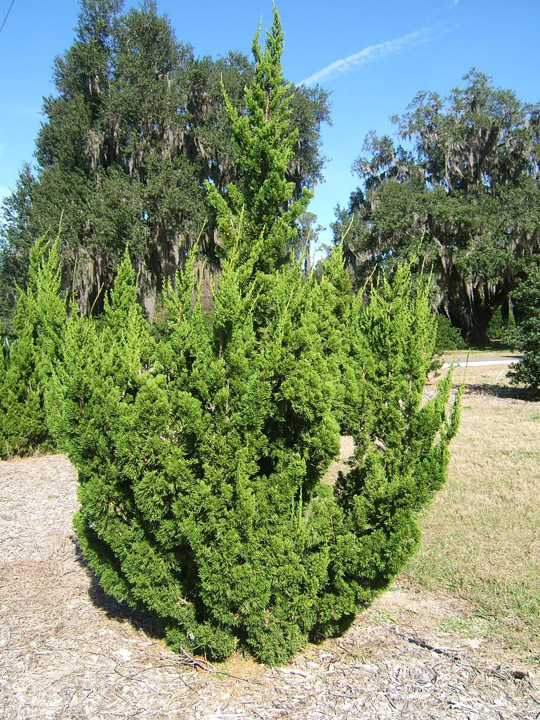 Juniperus chinensis 