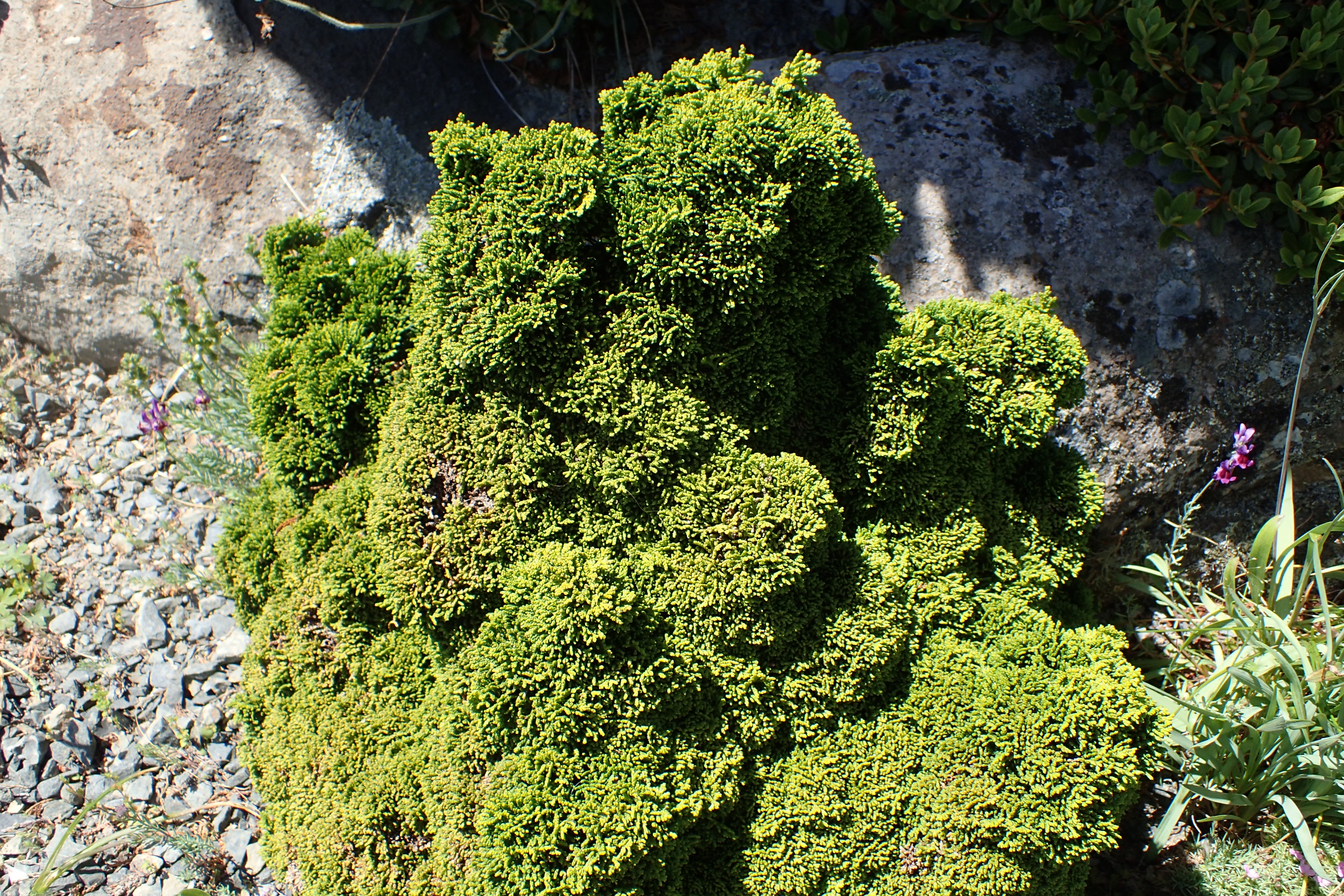 Chamaecyparis obtusa 