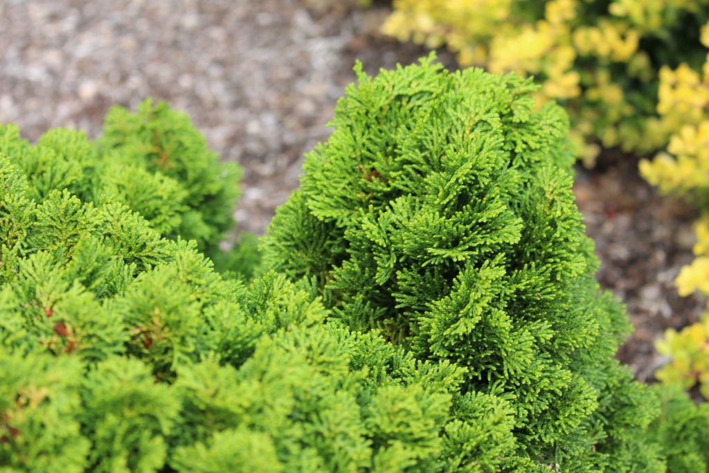 Chamaecyparis obtusa 